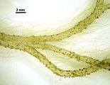Talli epifiti su Cutleria chilosa (Falkenberg) P. C. Silva